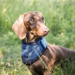 Back on Track Cool on Track Kylande Hundscarf