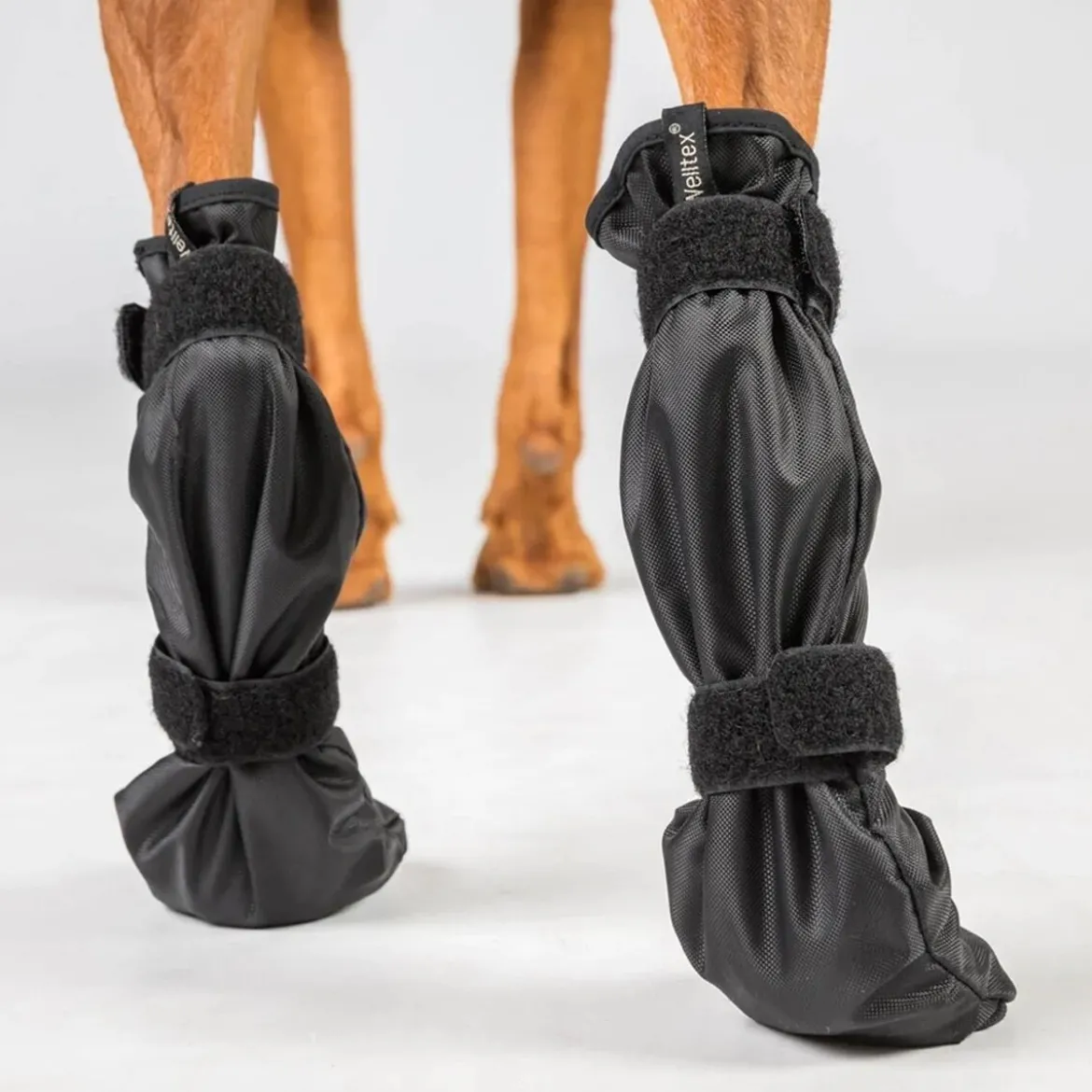 Back On Track Lola Welltex Hundsocka