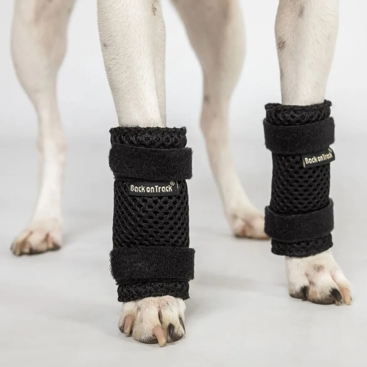 Back on Track Milo Hundbenskydd 2-pack