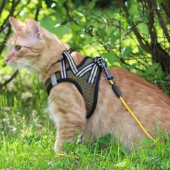 Basic Cat Sporty Kattsele Grön