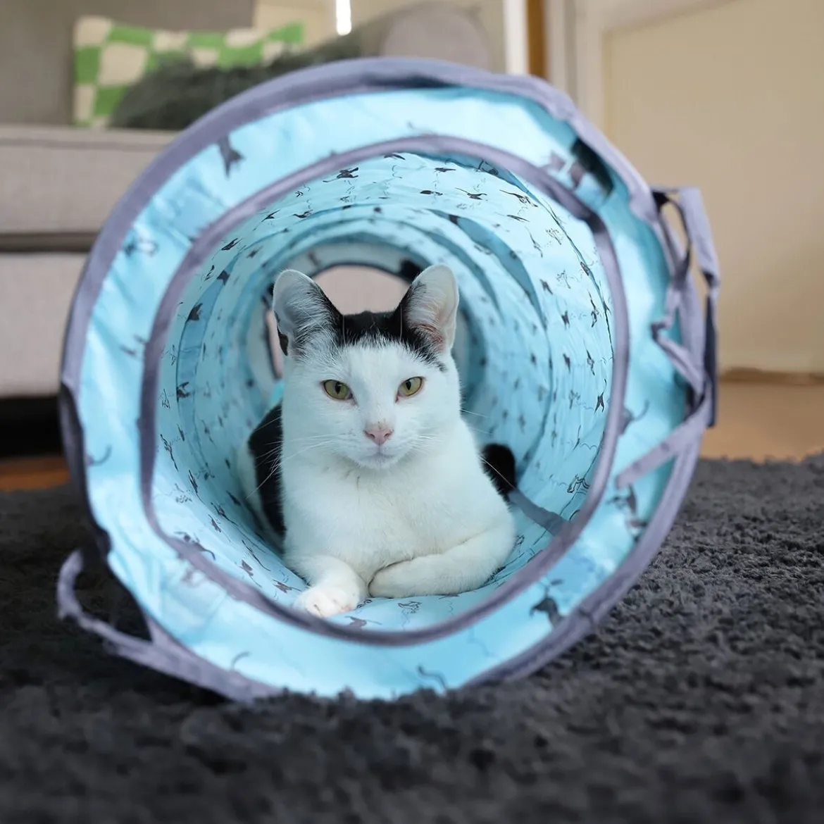 Battersea Kattält och Tunnel Pop-Up Blå