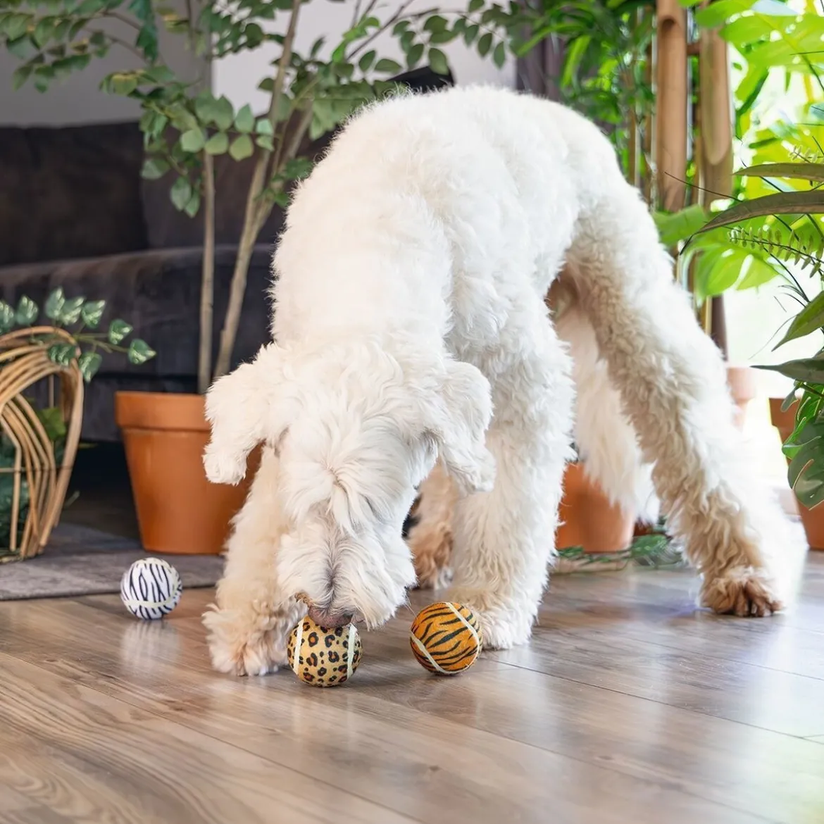 Beeztees Dog Jungle Tennisbollar Djurmönster 3-pack