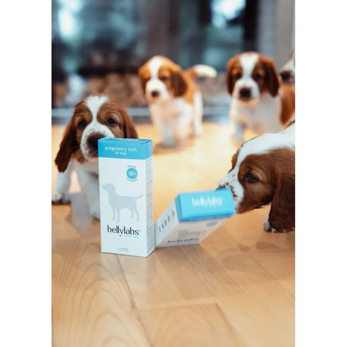 Bellylabs Dräktighetstest för Hund