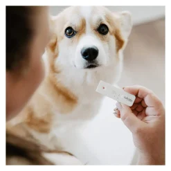 Bellylabs Dräktighetstest för Hund