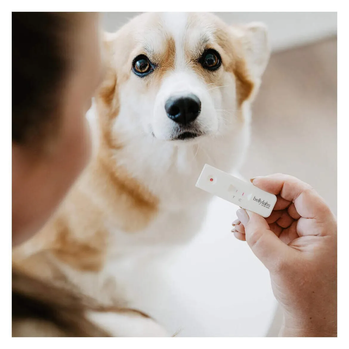Bellylabs Dräktighetstest för Hund