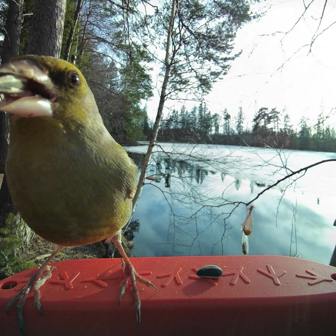 Birdbuddy Fågelmatare med Kamera Blå