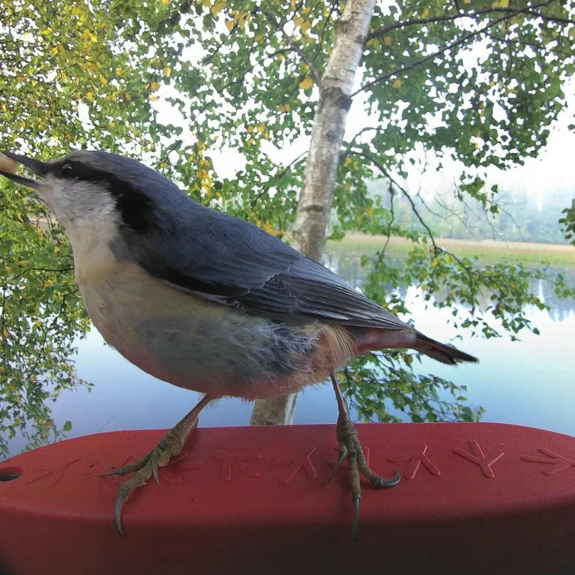 Birdbuddy Fågelmatare med Kamera Blå