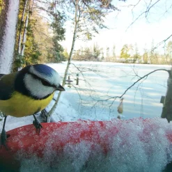 Birdbuddy Fågelmatare med Kamera Blå