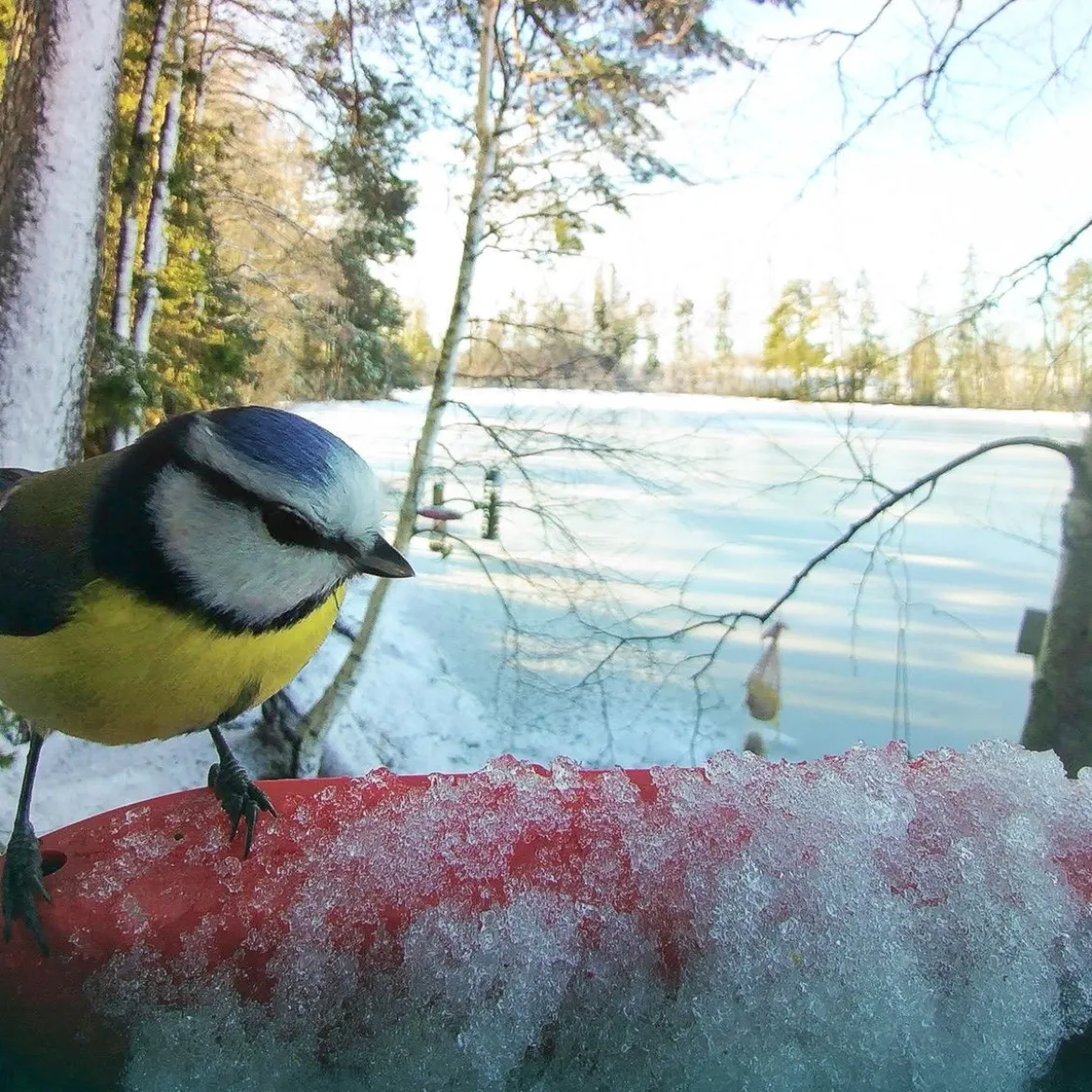 Birdbuddy Fågelmatare med Kamera Blå