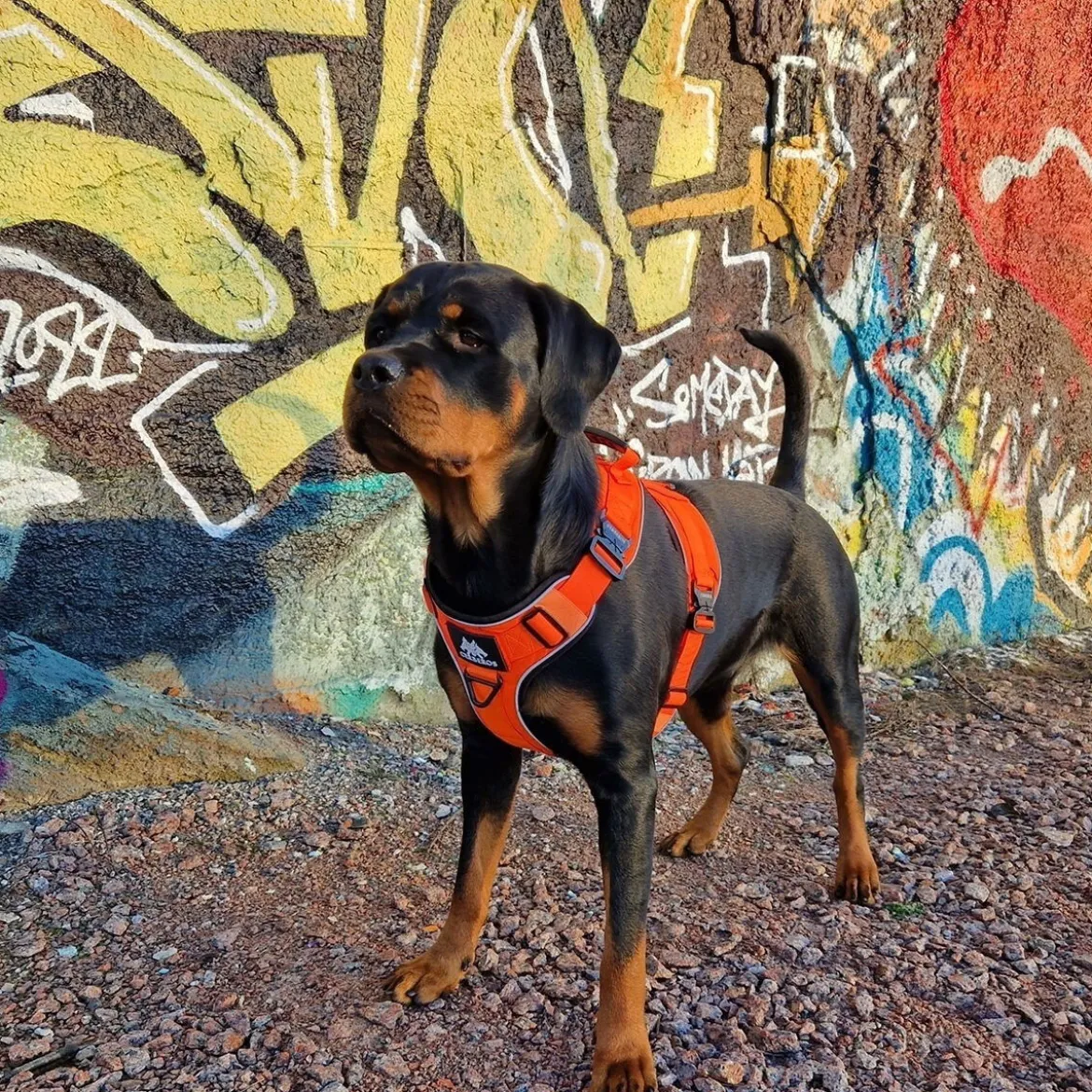 Cerberos Active Rescue Hundsele Orange