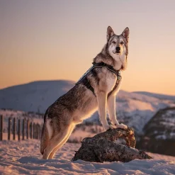 Cerberos Tactical Hundsele Svart
