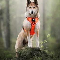 Cerberos Tactical Rescue Hundsele Orange