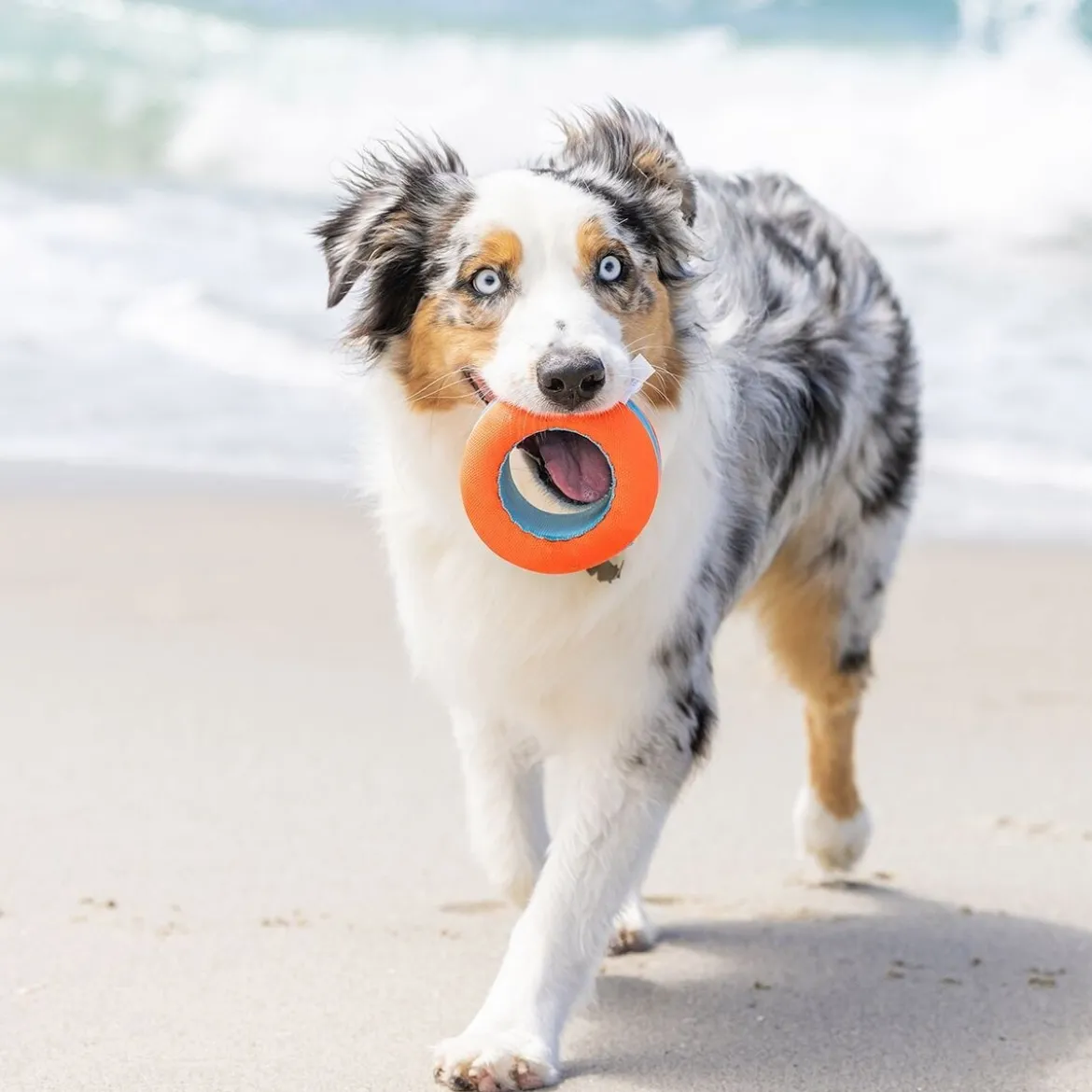 Chuckit Amphibious Roller Flytande Hundleksak
