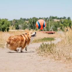 Chuckit Kick Fetch Hundboll L