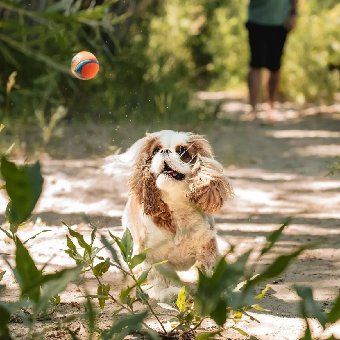 Chuckit Ultra Flytande Hundbollar 2-pack