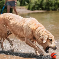 Chuckit Ultra Hundboll