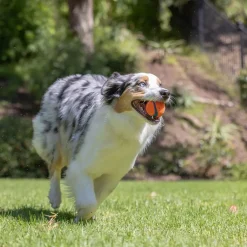 Chuckit Ultra Hundboll
