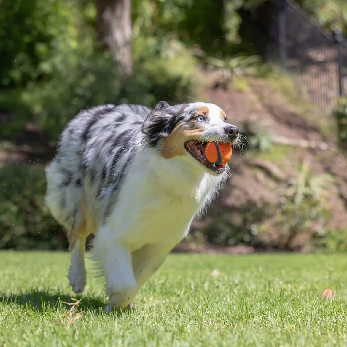 Chuckit Ultra Hundboll
