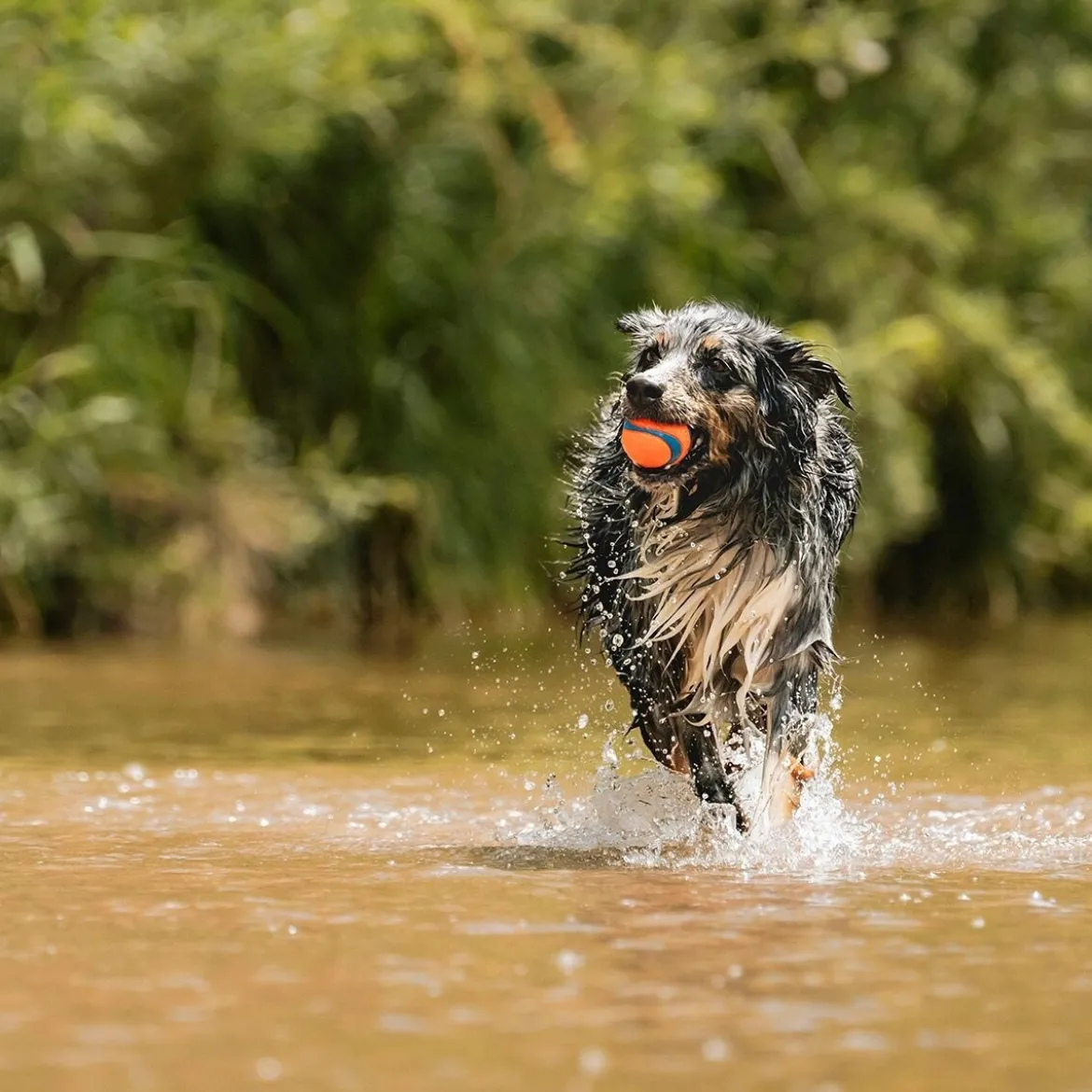 Chuckit Ultra Hundboll