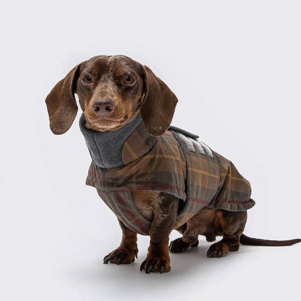 Cloud7 Brooklyn Hundtäcke Taxmodell i Vaxad Tartan
