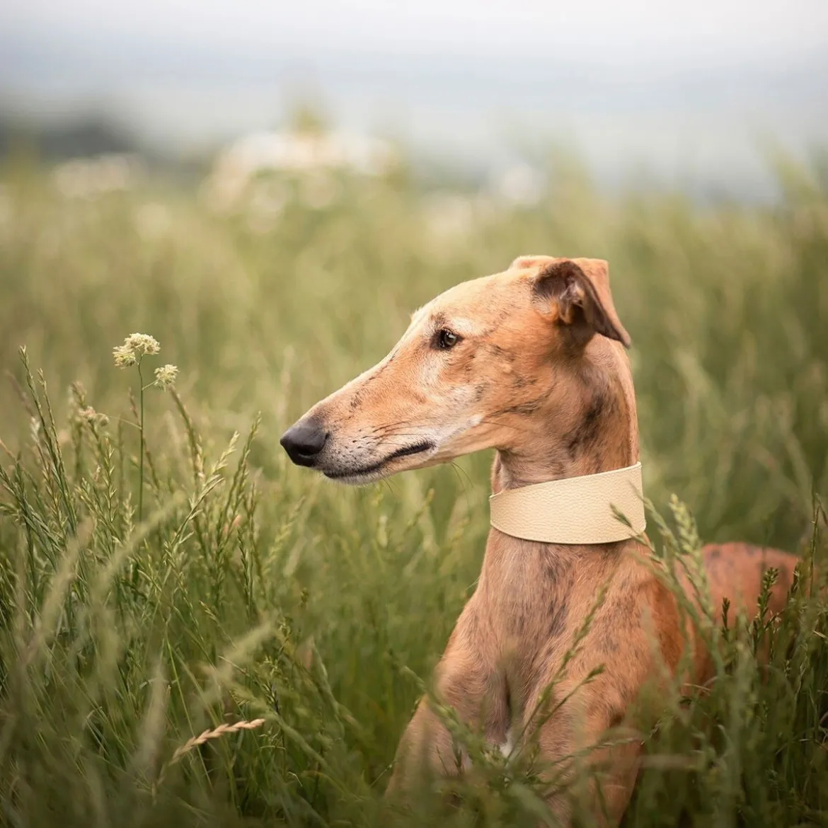 Collar of Sweden Brett Halsband Beige