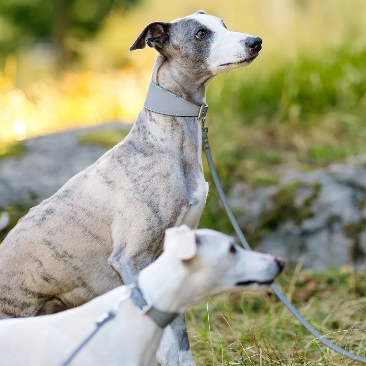 Collar of Sweden Halsband Brett med Reflex