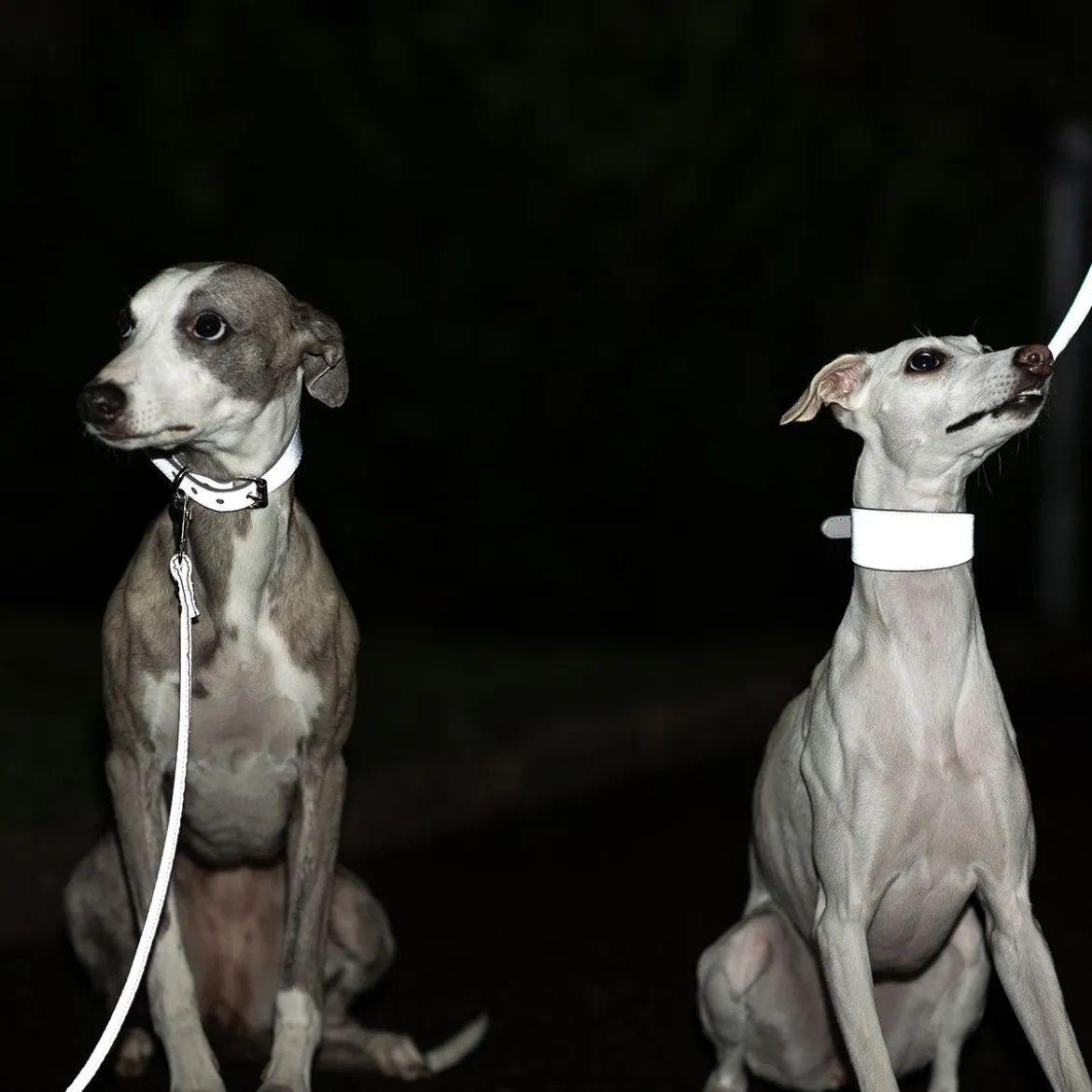 Collar of Sweden Halsband Brett med Reflex