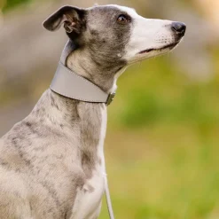 Collar of Sweden Halsband Brett med Reflex