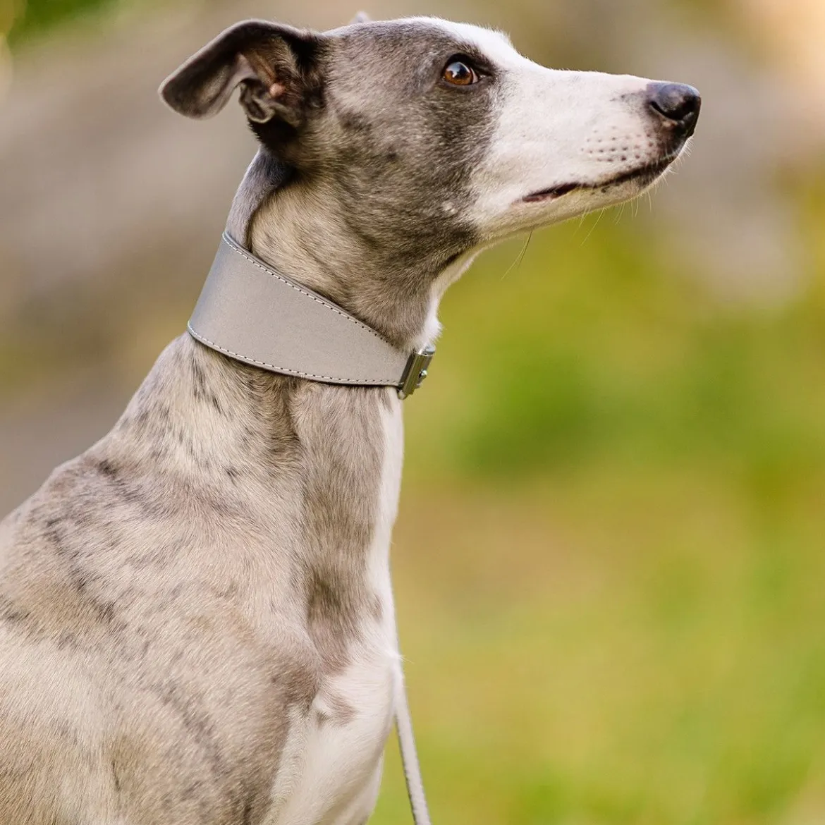Collar of Sweden Halsband Brett med Reflex