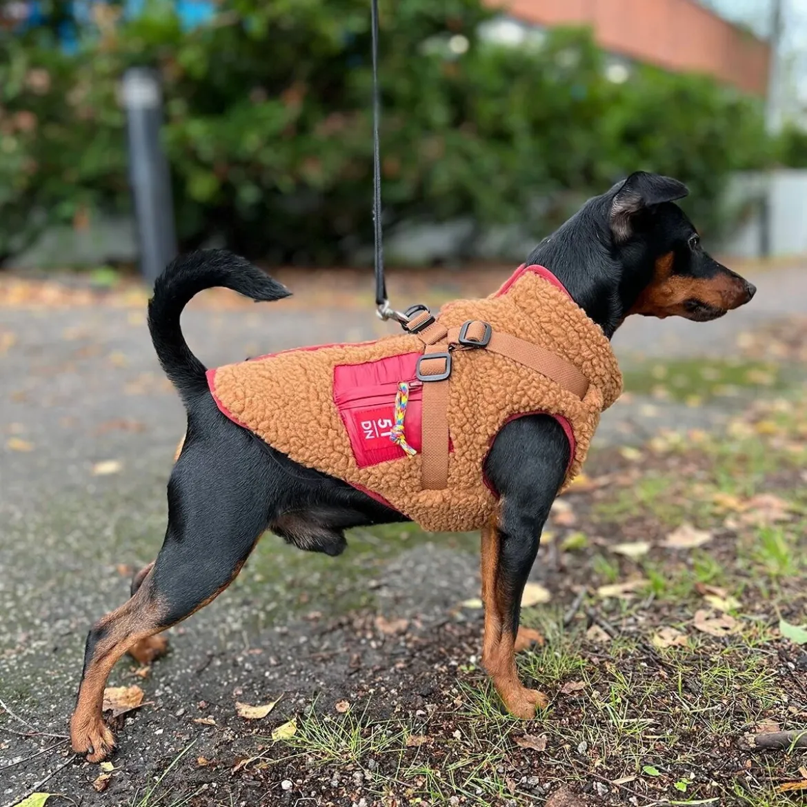 51 Degrees North Jules Kombinerad Hundjacka och Hundsele Brun