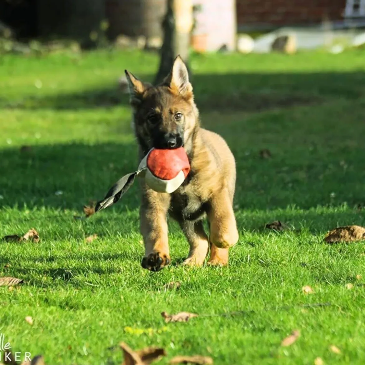 Dingo Gear Träningsboll i Läder Orange 11 cm