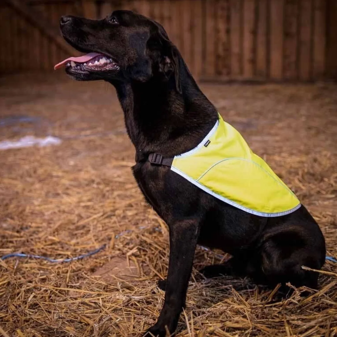 Dogman Rex Reflexväst Gul