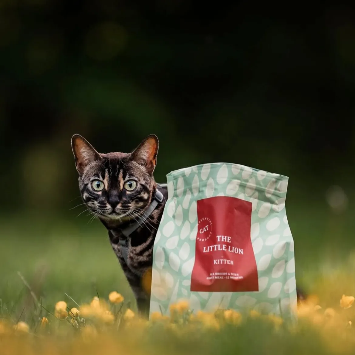 Essential Foods The Little Lion Torrfoder till Kattunge