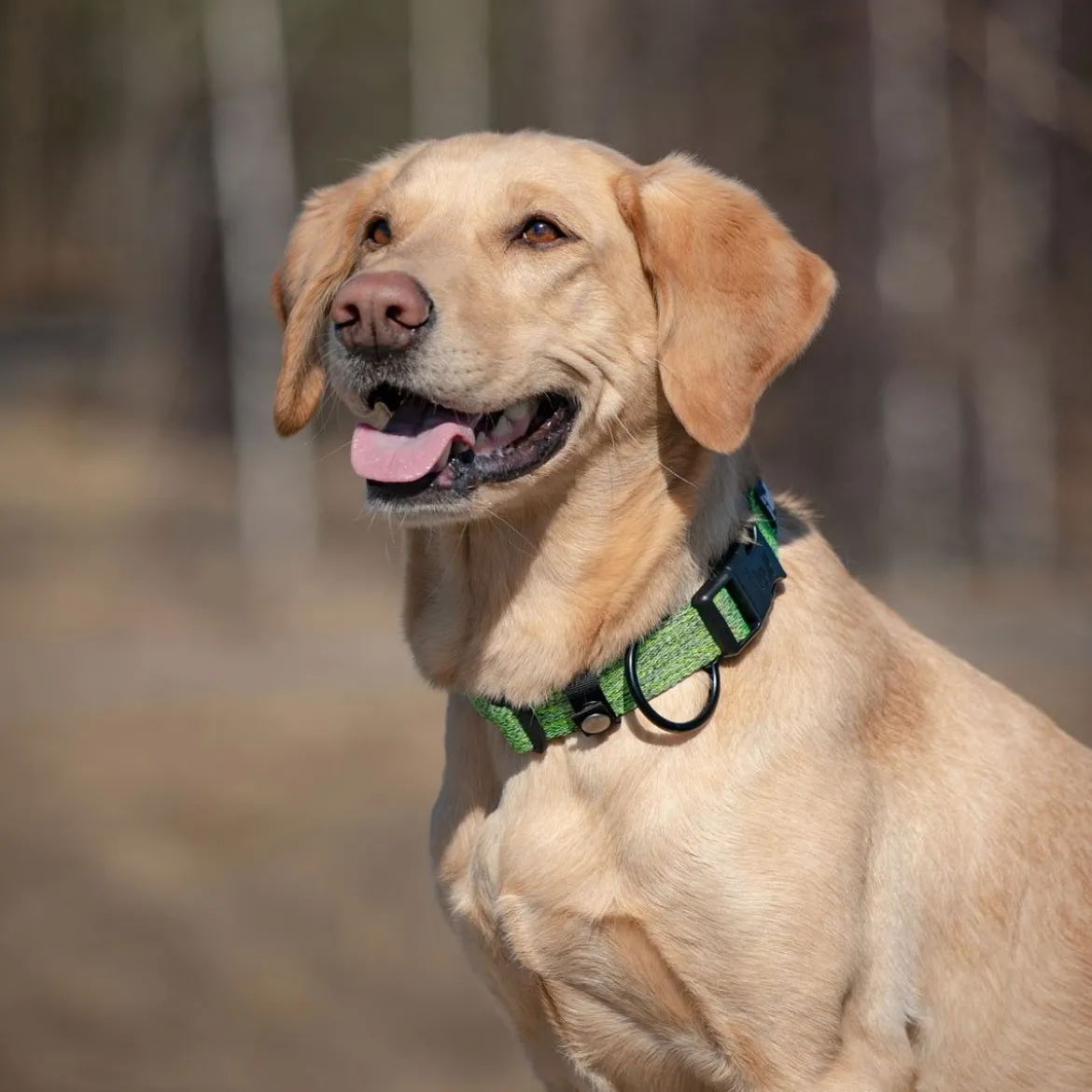Feel Active Eco Hundhalsband Grön