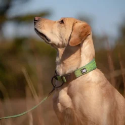 Feel Active Eco Hundhalsband Grön