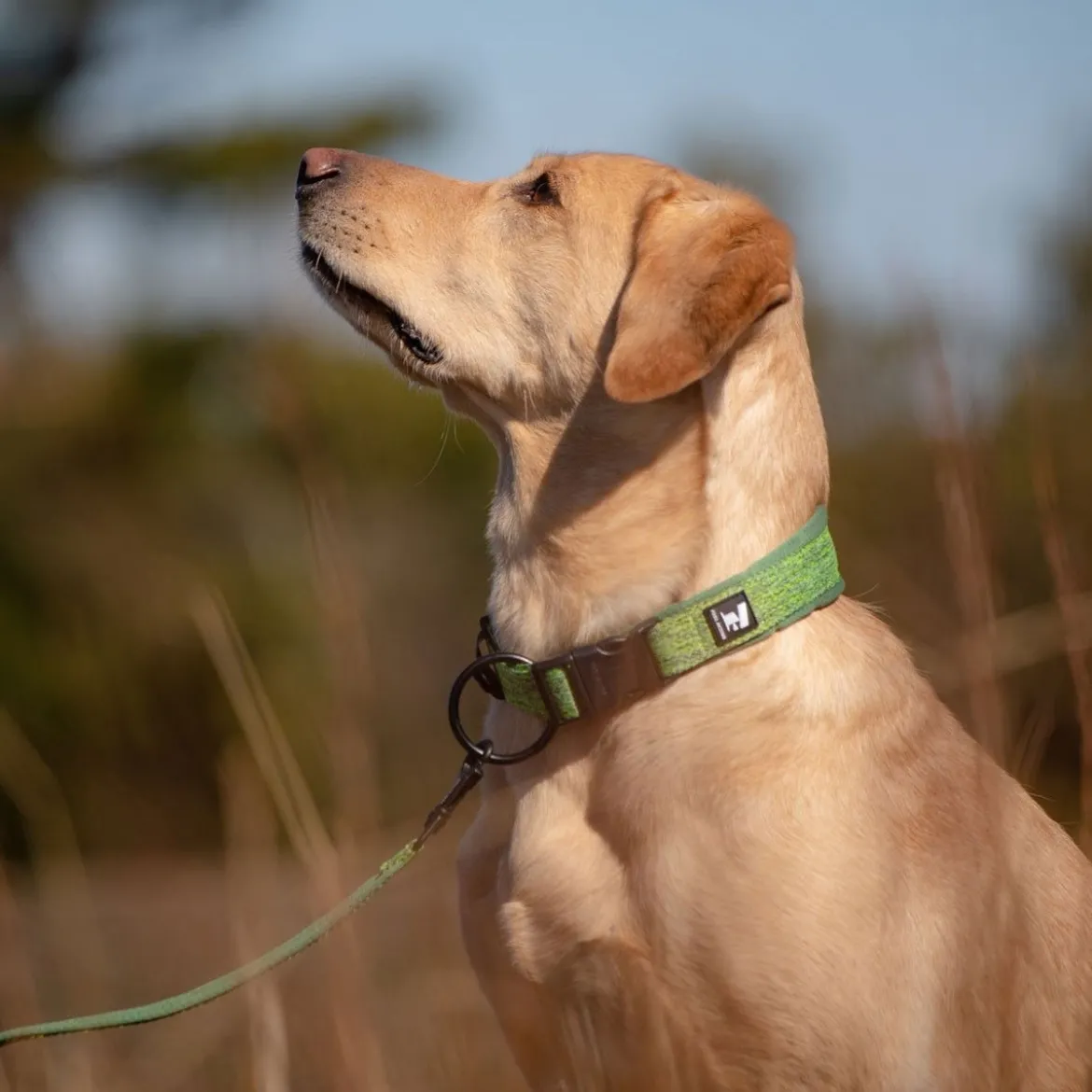 Feel Active Eco Hundhalsband Grön