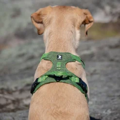 Feel Active Eco Training Hundsele Grön