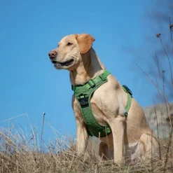 Feel Active Eco Training Hundsele Grön