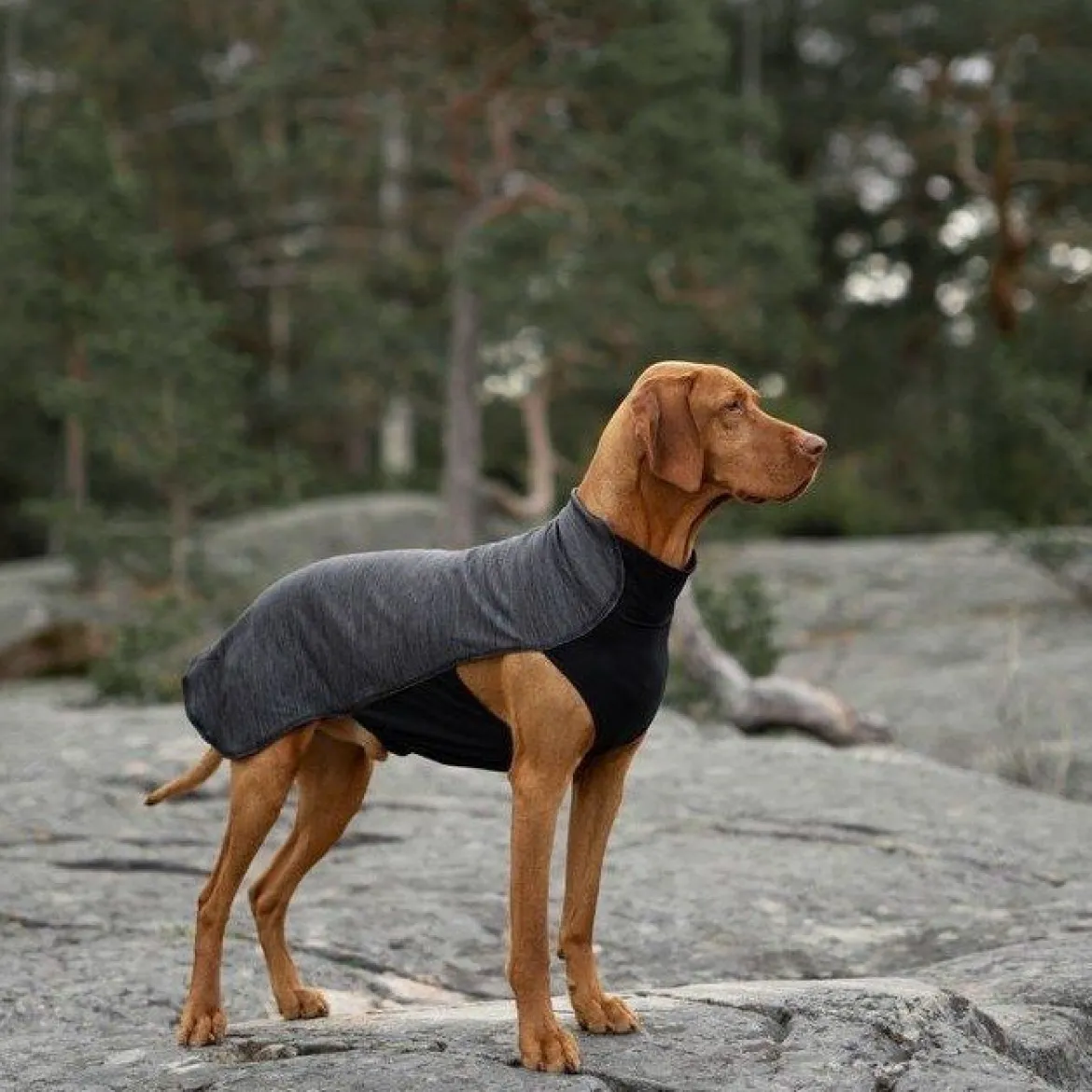 Feel Active Oslo Hundtröja Grå