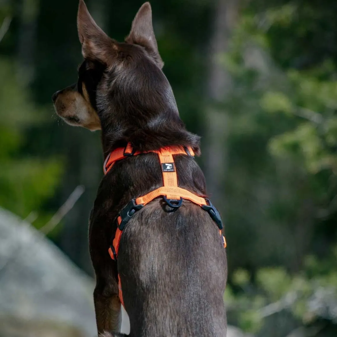 Feel Active Reflective Hundsele Orange