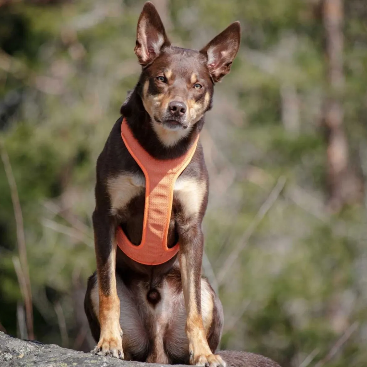 Feel Active Reflective Hundsele Orange