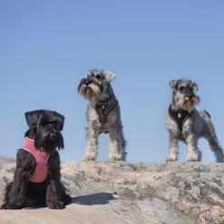 Feel Active Soft Hundsele Rosa
