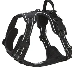 Feel Active Training Hundsele Svart