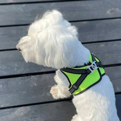 FinNero Hund/Kattsele med Reflexdetaljer Svart/Gul