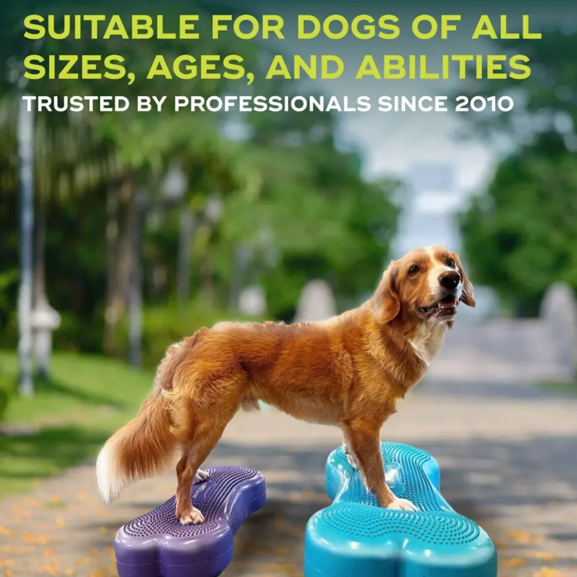 FitPaws K9FitBone Balansplatta till Hund
