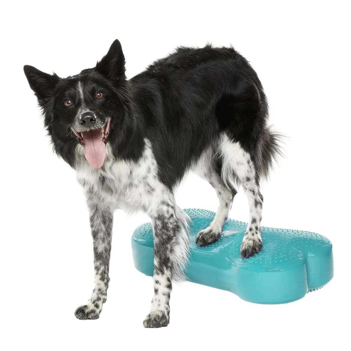 FitPaws K9FitBone Balansplatta till Hund