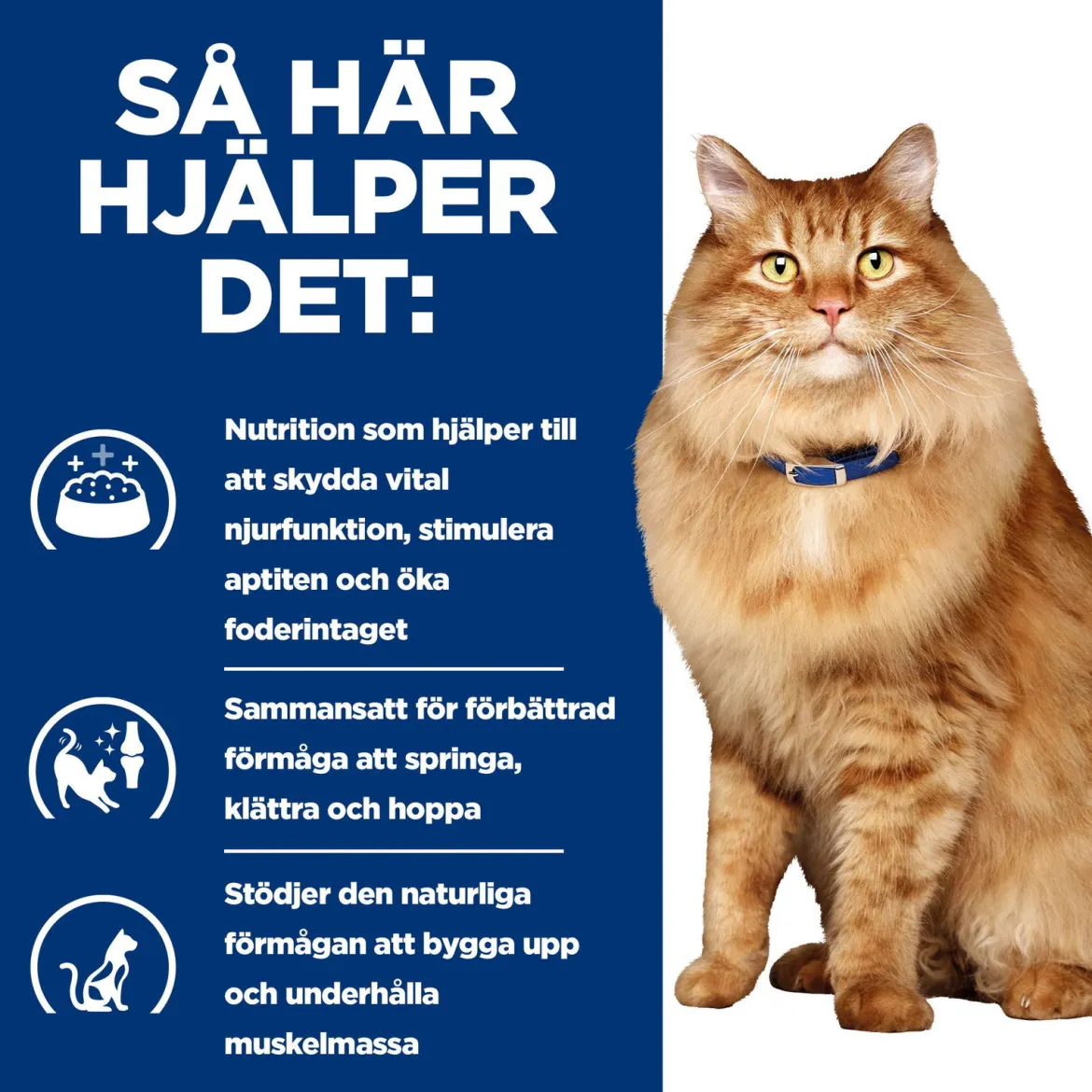 Hill's Prescription Diet Feline k/d j/d Kidney + Mobility Chicken 12x85 g