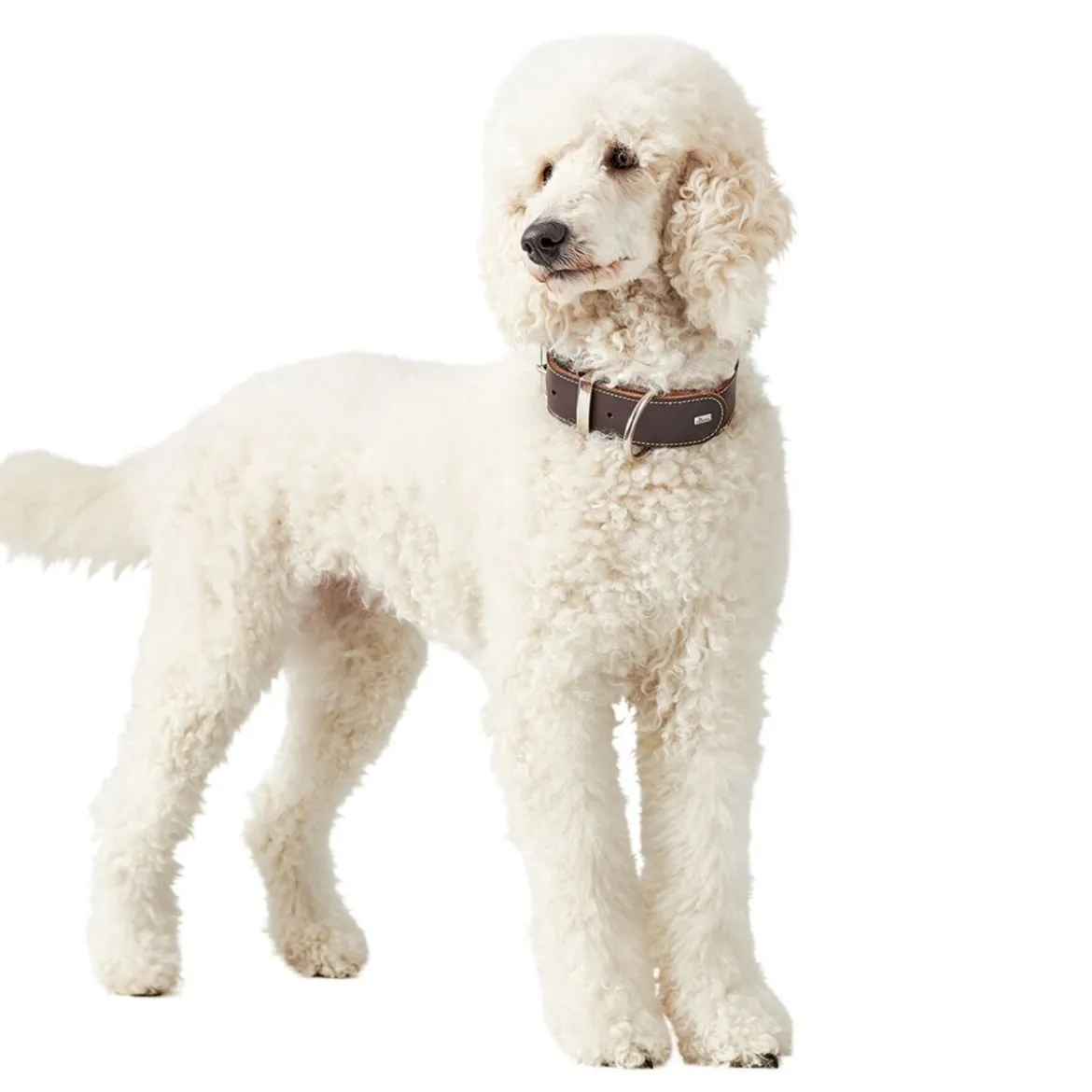 Hunter Aalborg Special Hundhalsband Mörkbrun
