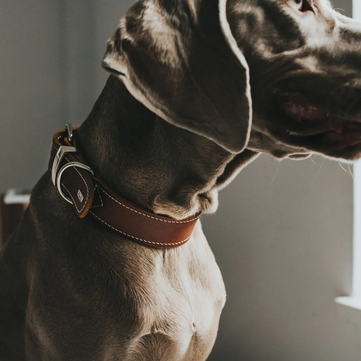 Hunter Aalborg Special Hundhalsband Brun