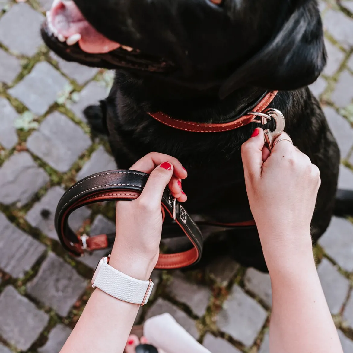 Hunter Canadian Up Hundhalsband Brun